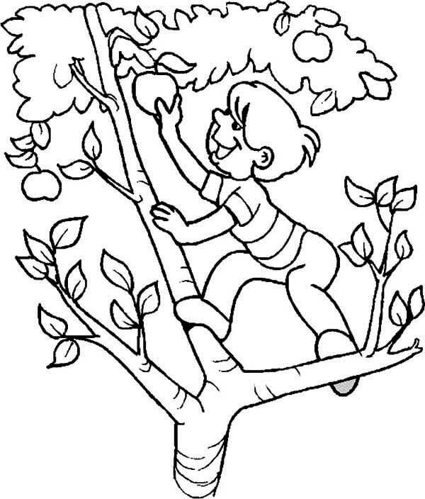 Dreng Klatre I Et æbletræ Tegninger til Farvelægning