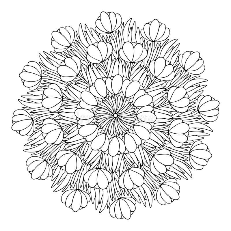 Krokus Blomster Forårsmandala Tegninger til Farvelægning