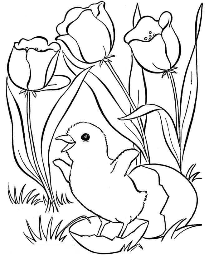 Kylling og blomster om foråret Tegninger til Farvelægning
