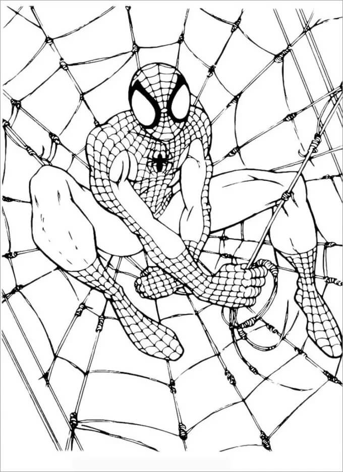 Spiderman Sidder I Silken Tegninger til Farvelægning