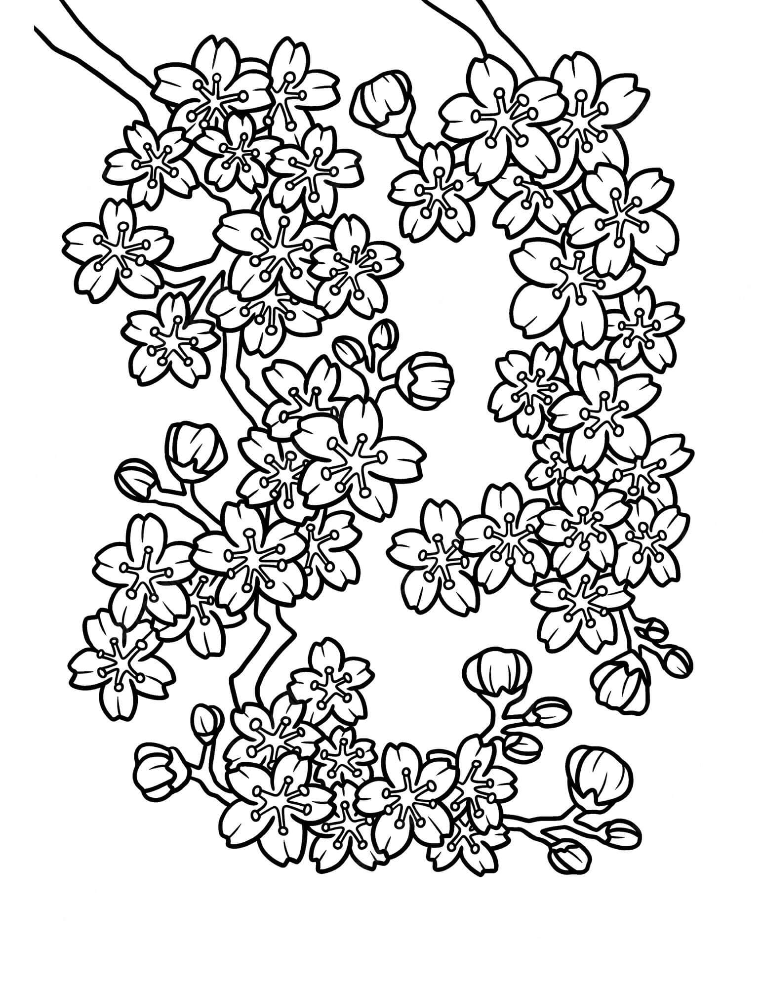 Fantastisk billede af kirsebærblomst Tegninger til Farvelægning