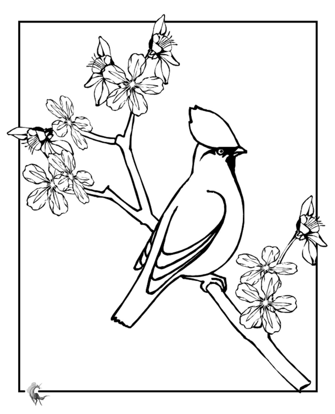 Fugl på gren kirsebærblomst Tegninger til Farvelægning