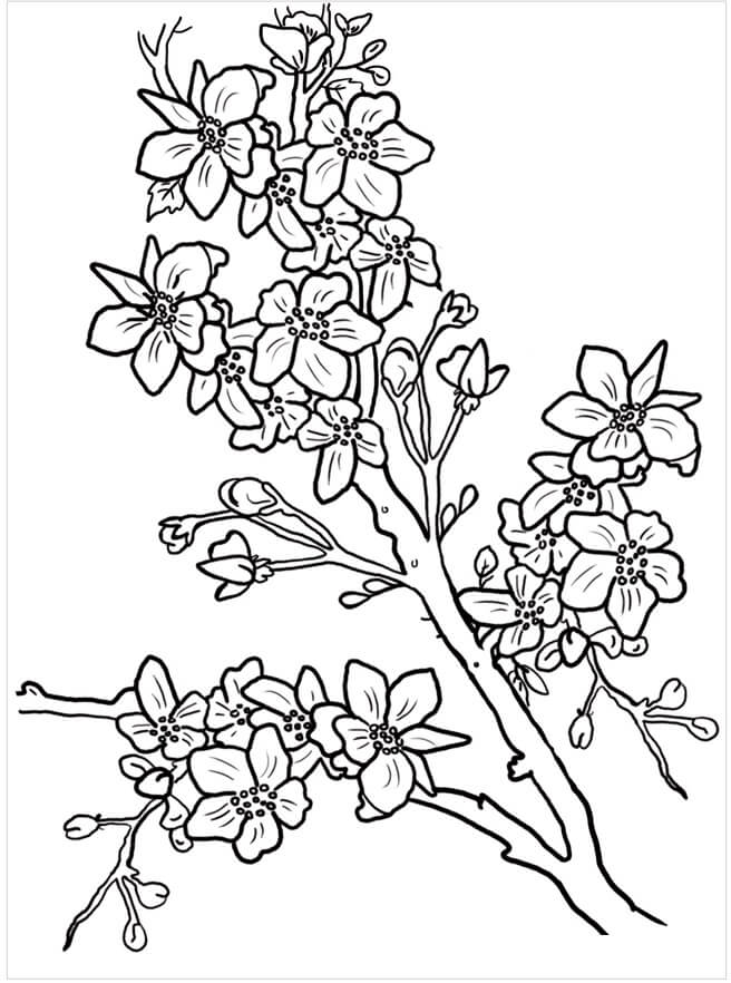 Gratis kirsebærblomst Tegninger til Farvelægning