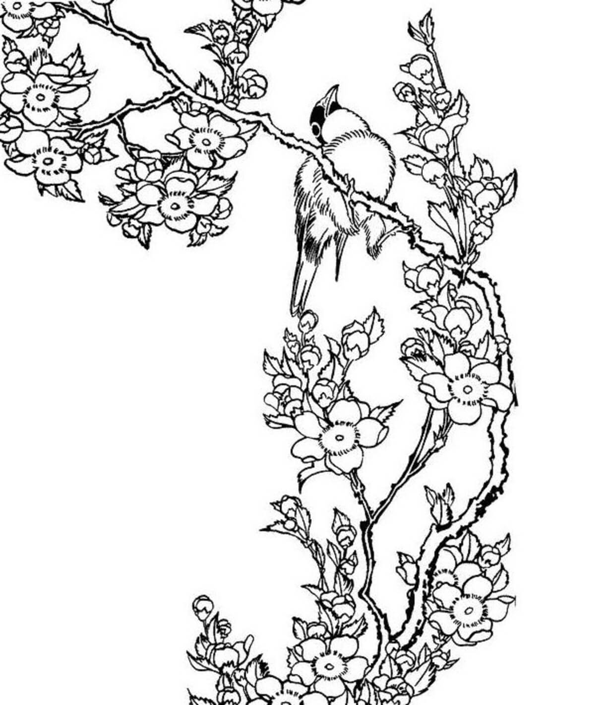 Grundlæggende fugl på grenkirsebærblomst Tegninger til Farvelægning