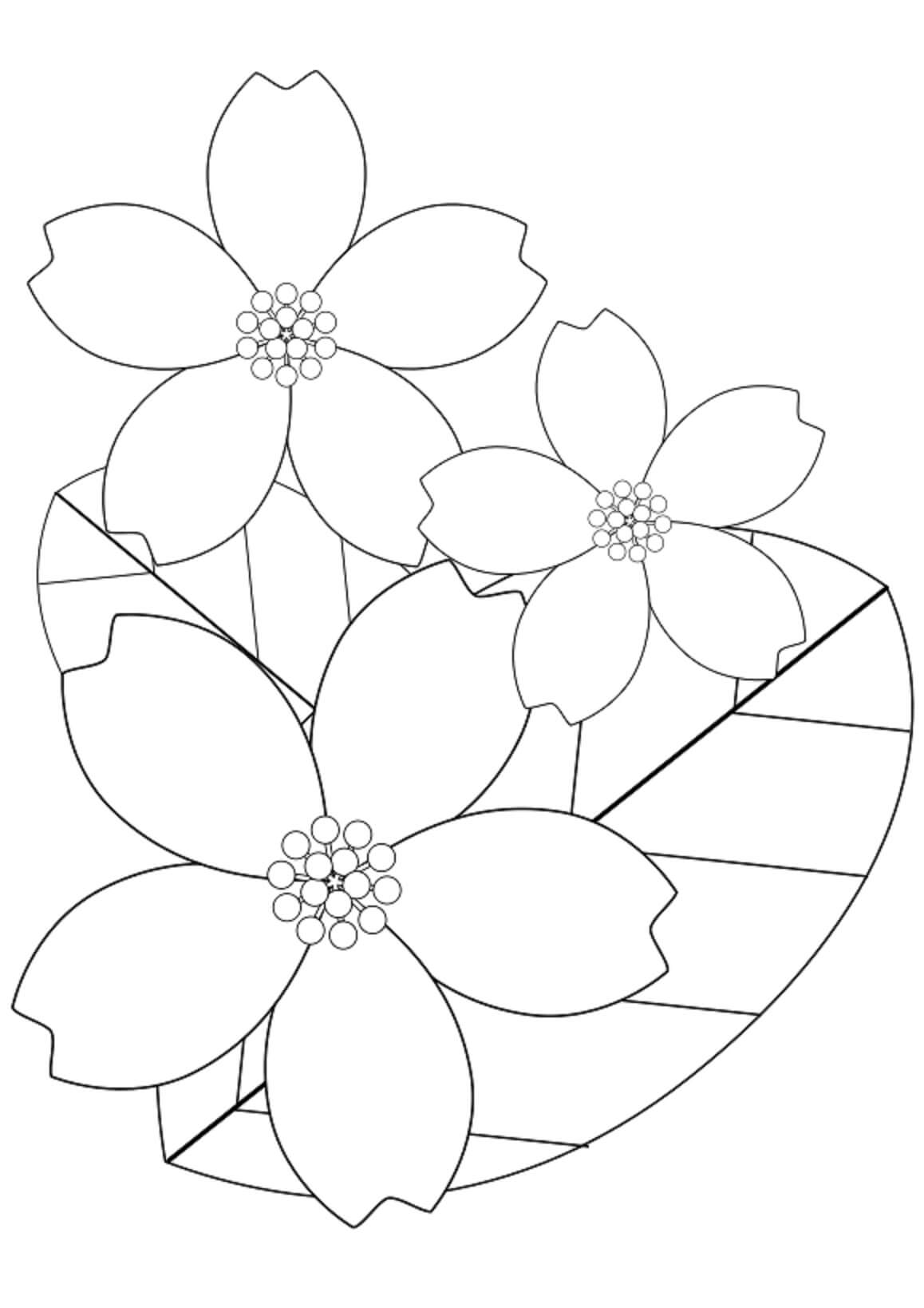 Kirsebærblomst med blade Tegninger til Farvelægning