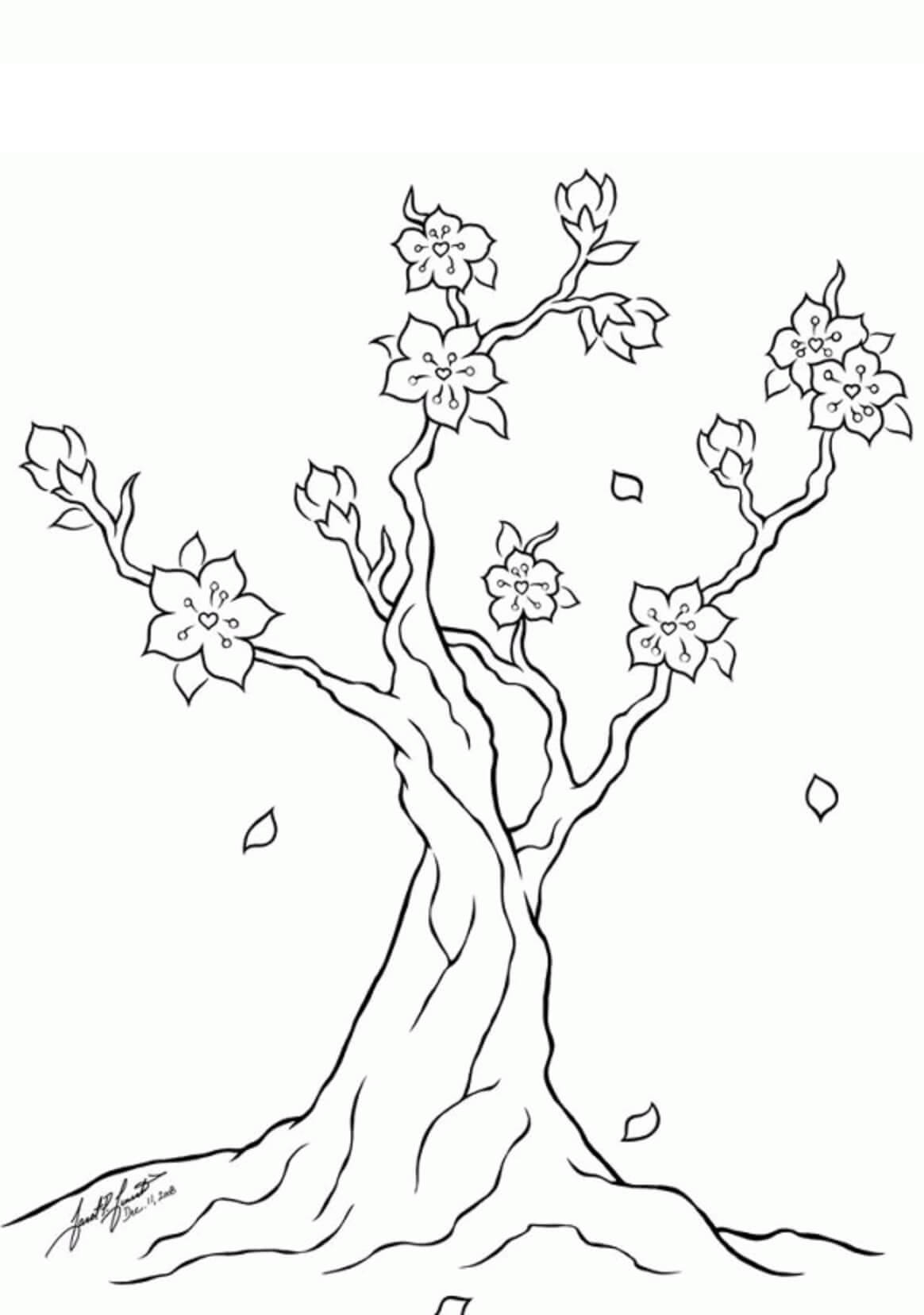 Kirsebærblomsttræ Tegninger til Farvelægning