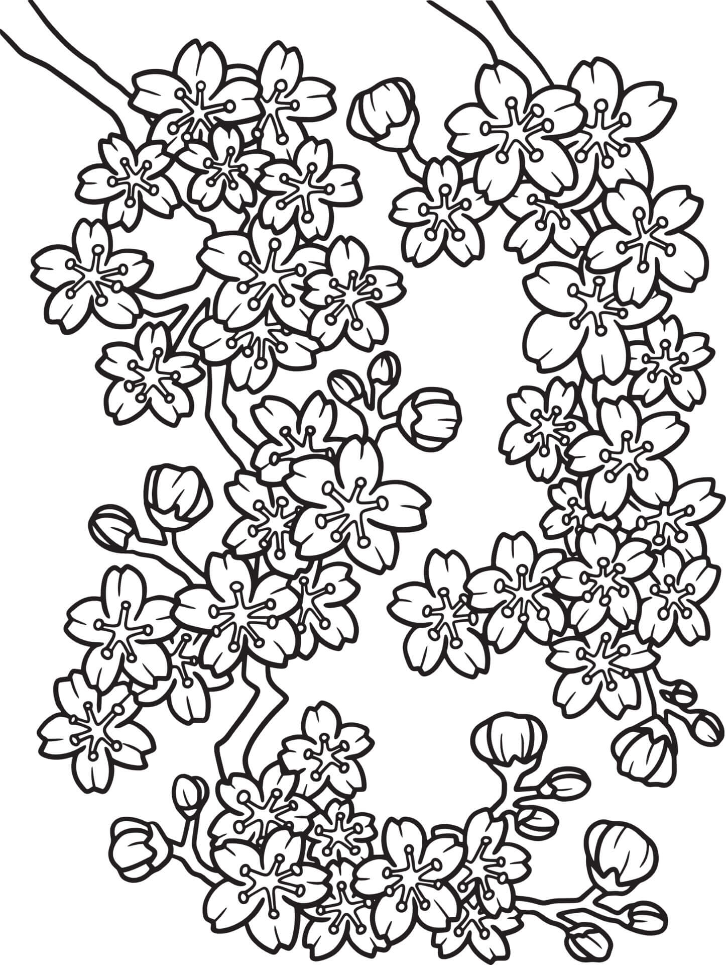Normal kirsebærblomst Tegninger til Farvelægning