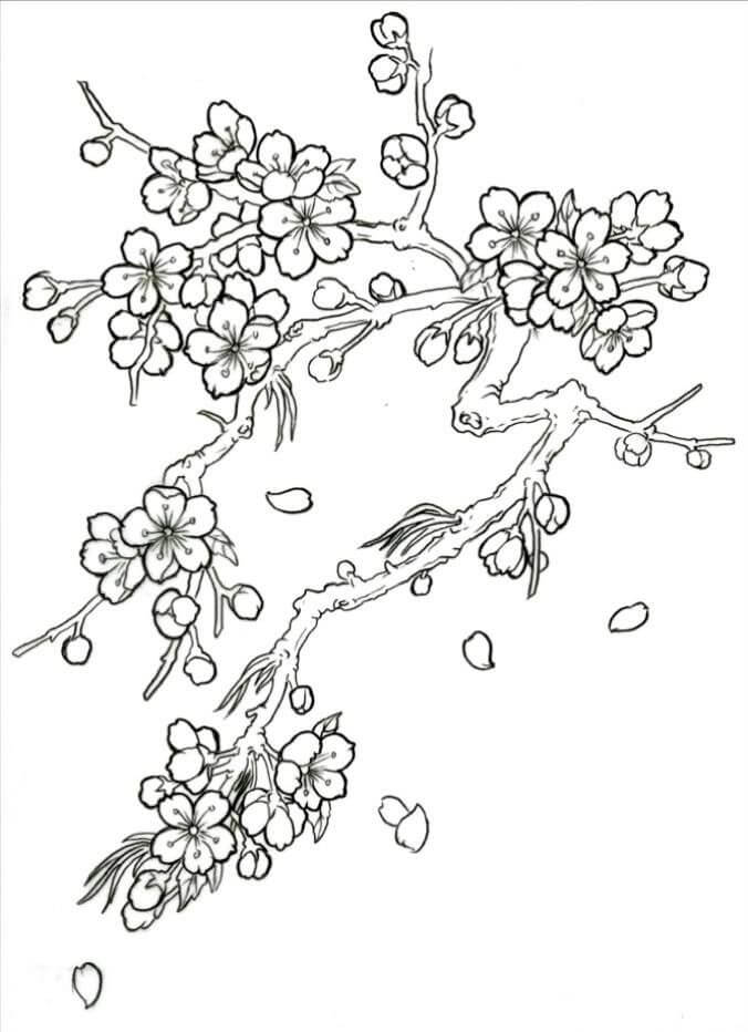 Simpel kirsebærblomst Tegninger til Farvelægning