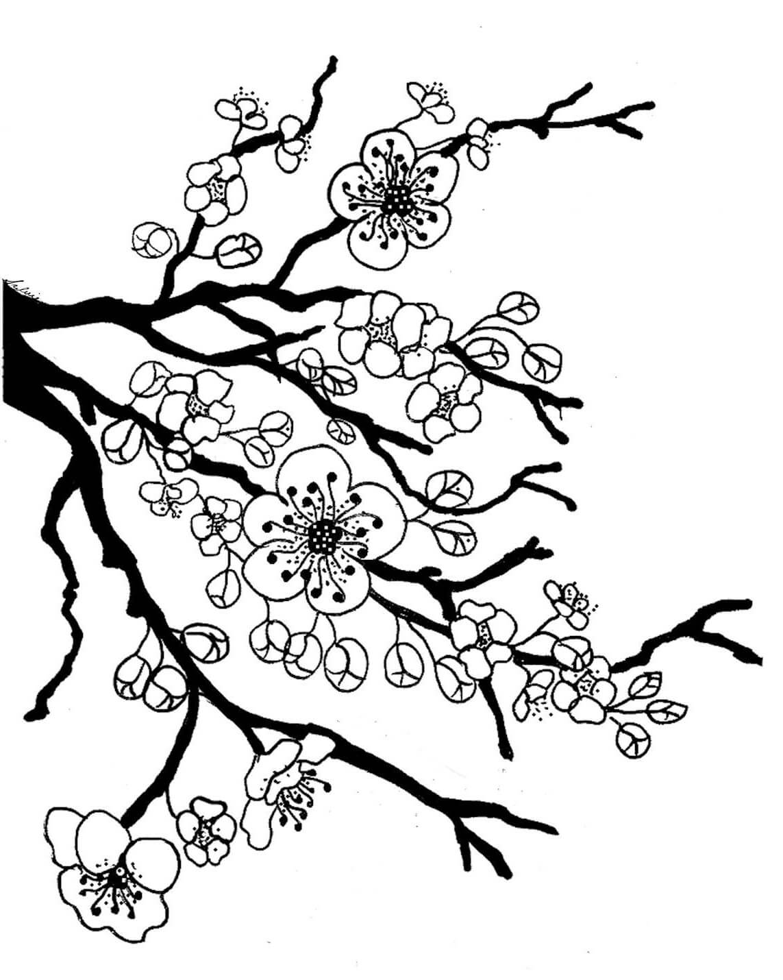 Smukt billede af kirsebærblomst Tegninger til Farvelægning