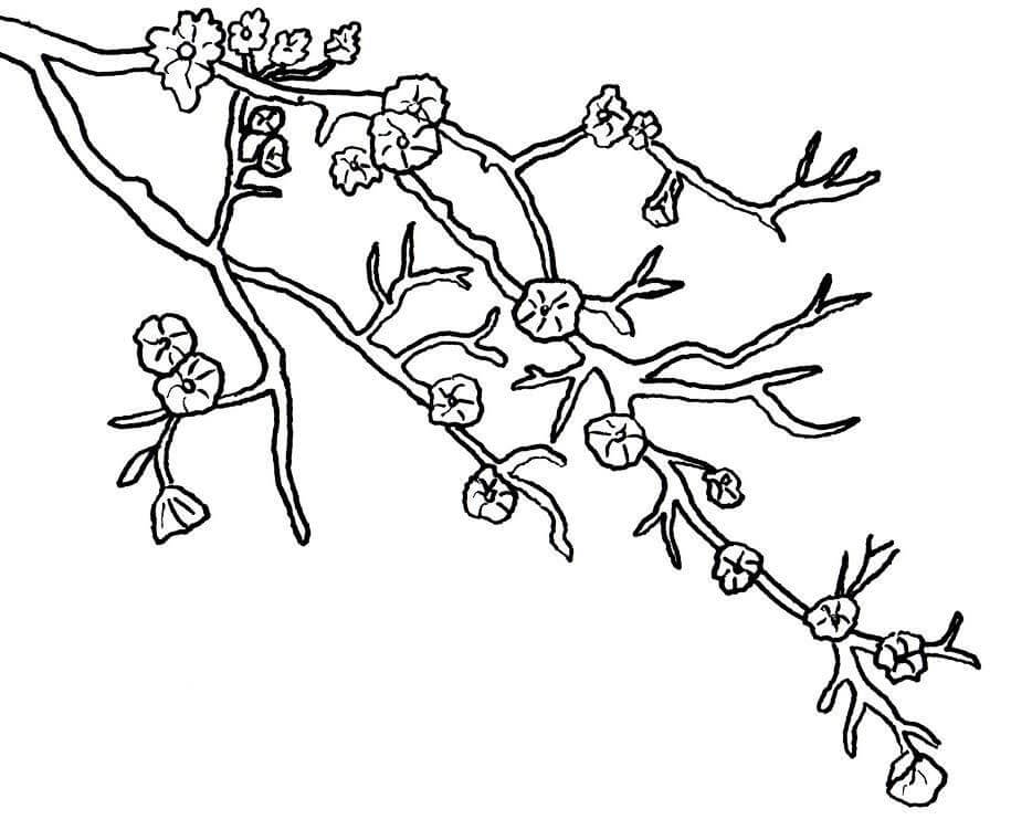 Tegning kirsebærblomst Tegninger til Farvelægning