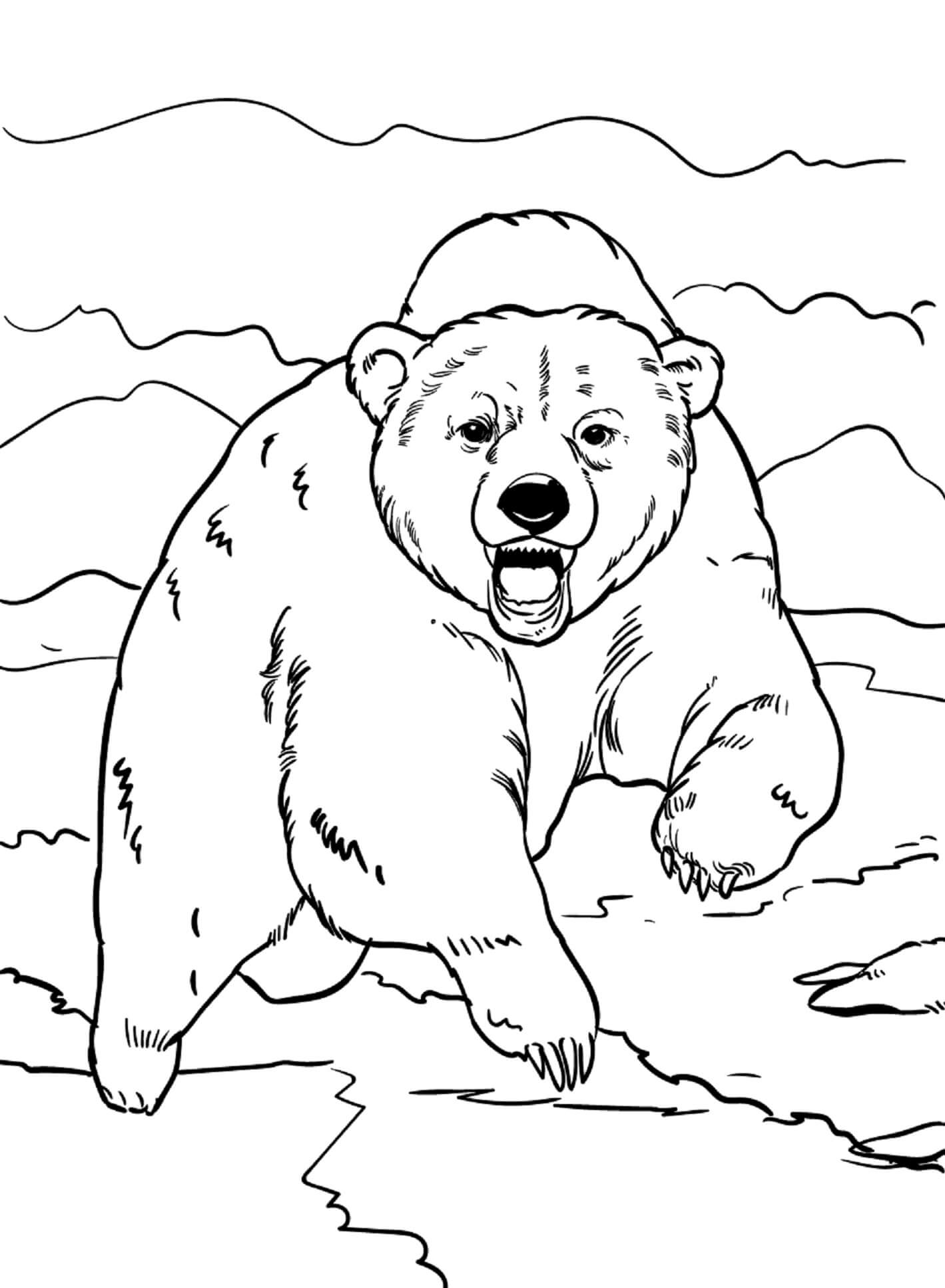 Bjørneangreb Tegninger til Farvelægning