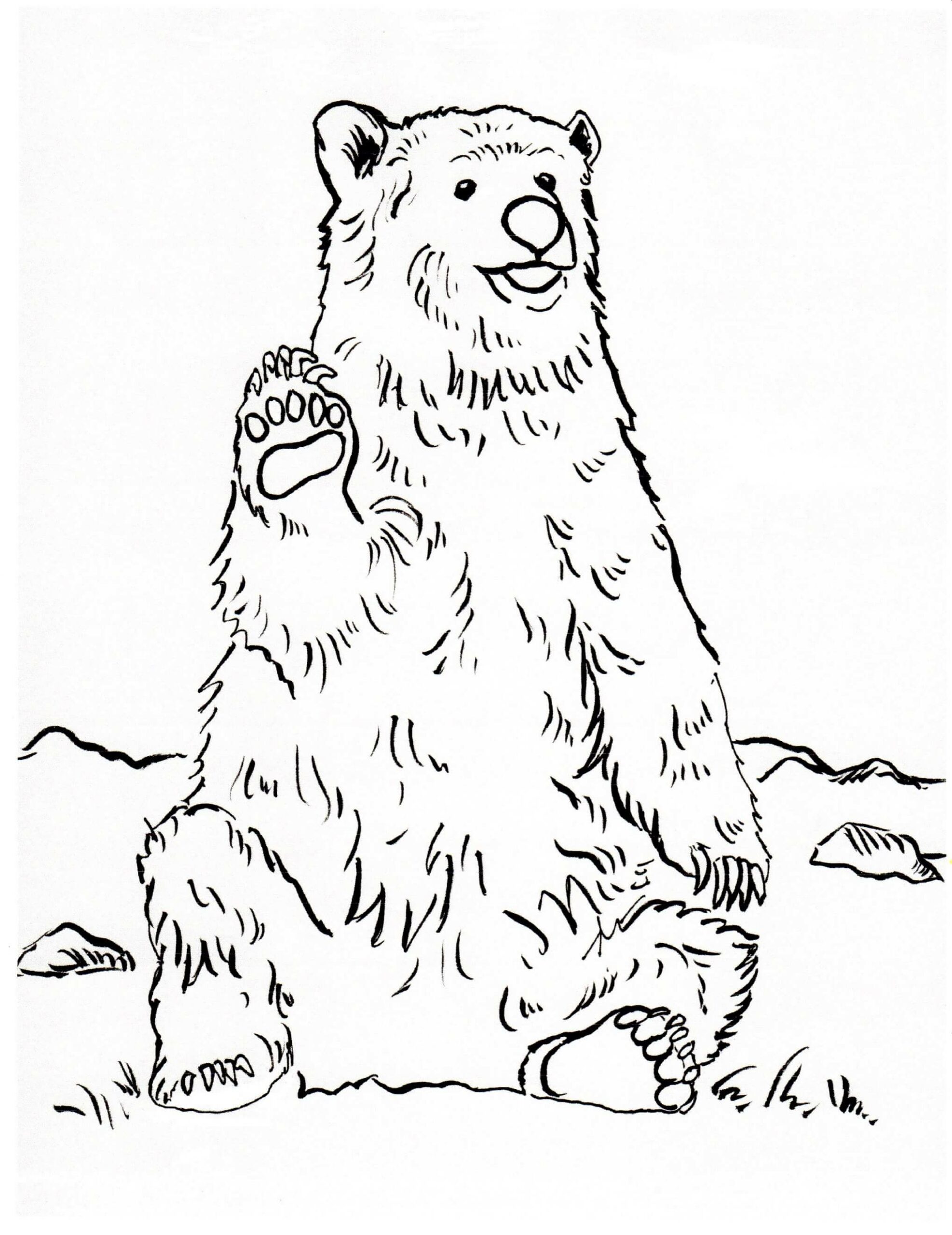 Grizzlybjørn Sidder Tegninger til Farvelægning
