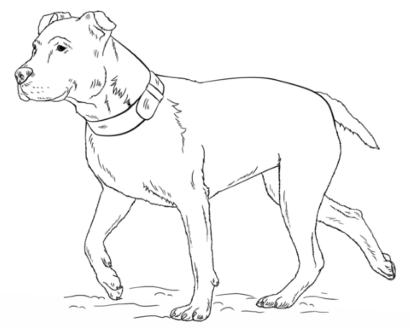 Amerikansk Pitbull Terrier Tegninger til Farvelægning