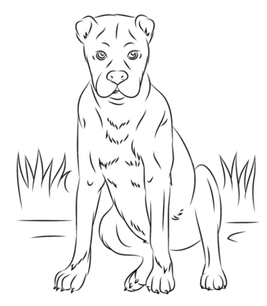 Boxer Hund Tegninger til Farvelægning
