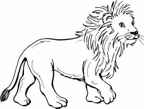 Dejlige løve Tegninger til Farvelægning