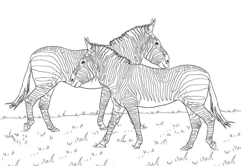Gratis billede af zebraer Tegninger til Farvelægning