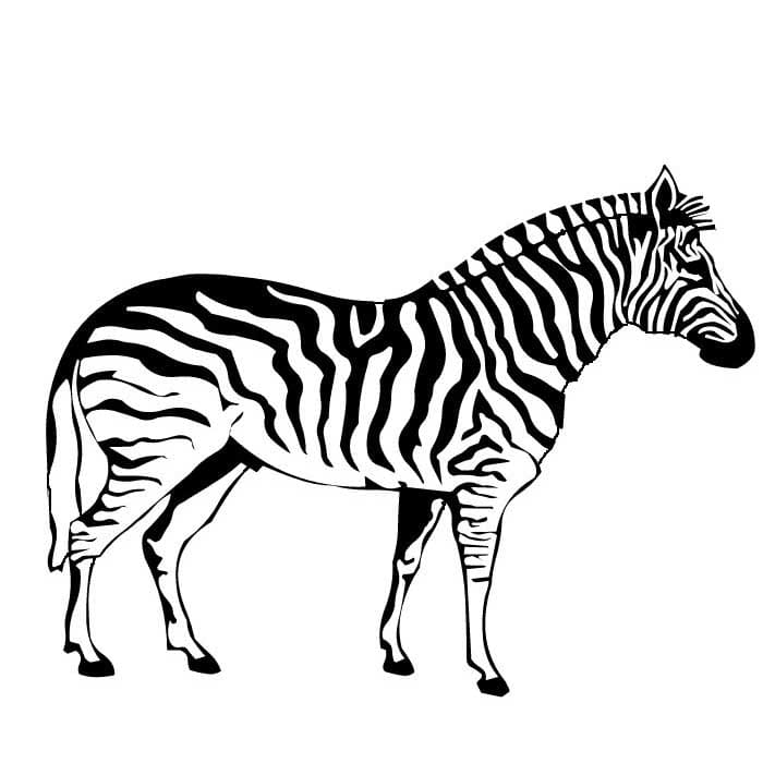 Gratis print zebraer Tegninger til Farvelægning