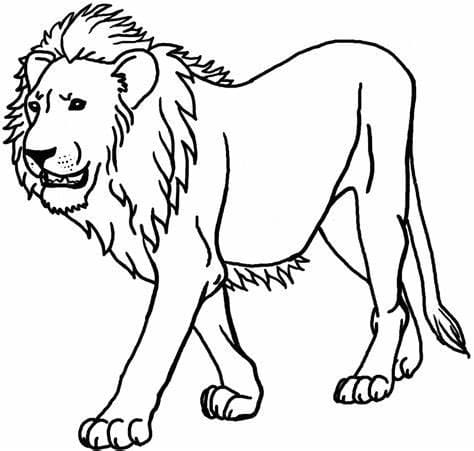 Løve Billede HD Tegninger til Farvelægning