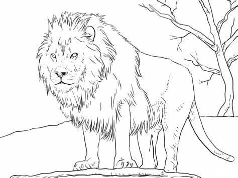 Løve Tegninger til Farvelægning