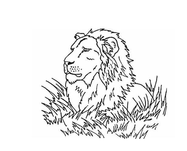 Løvehoved Tegninger til Farvelægning