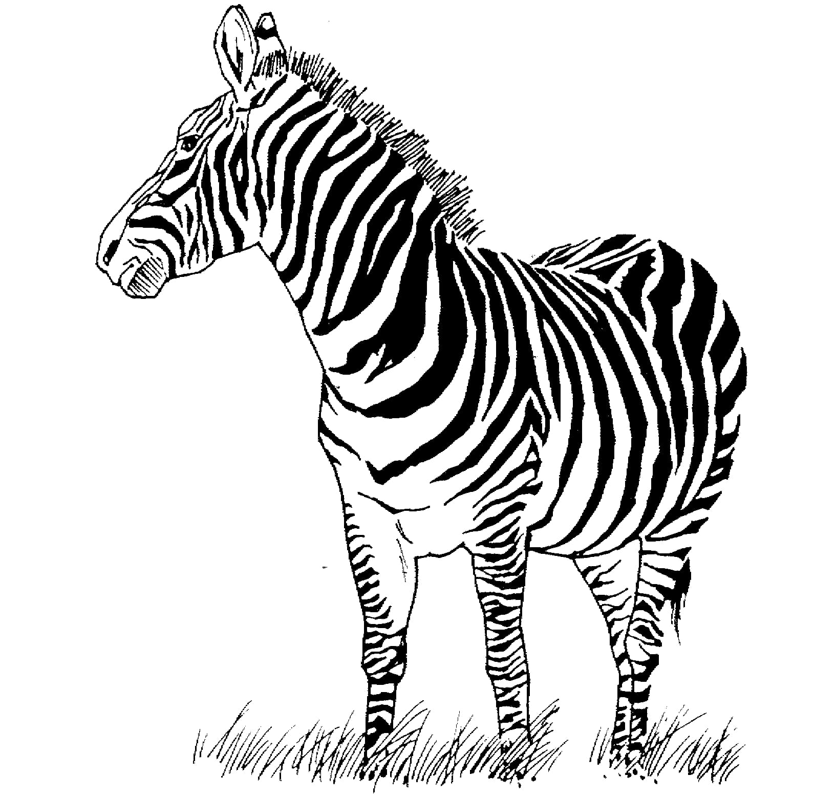 Printbar zebra Tegninger til Farvelægning