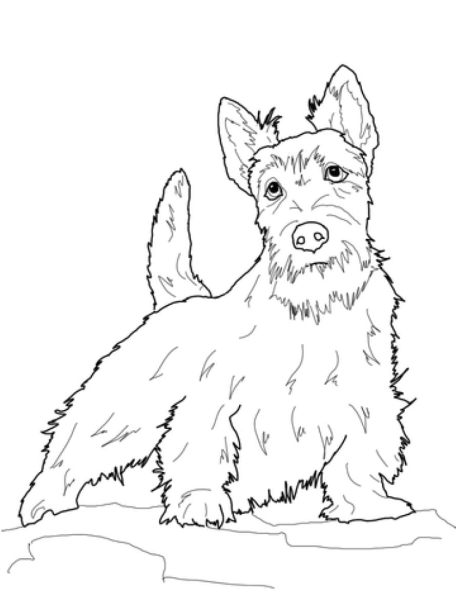 Scottish Terrier Tegninger til Farvelægning