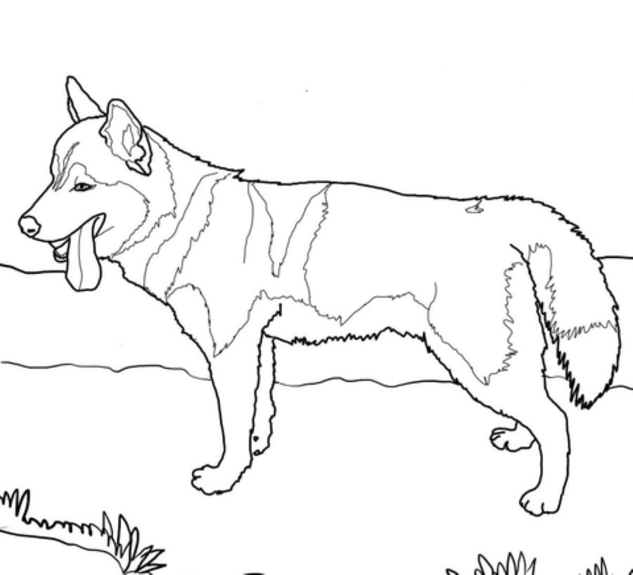 Siberian Husky Hund Tegninger til Farvelægning
