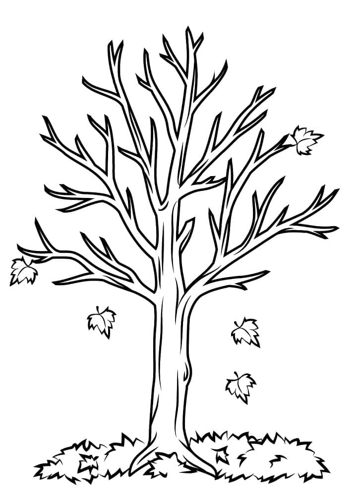 Træer om efteråret Tegninger til Farvelægning