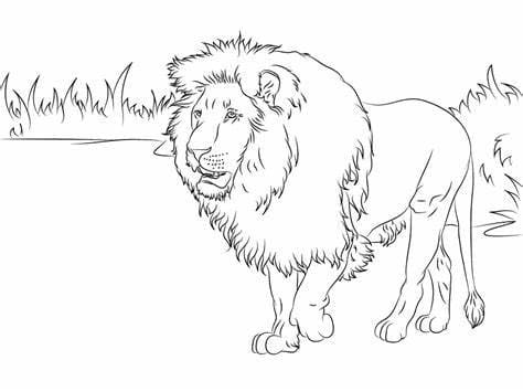 Udskriv Løve Tegninger til Farvelægning