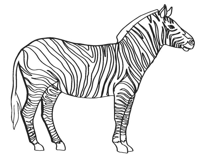 Zebraer Tegninger til Farvelægning