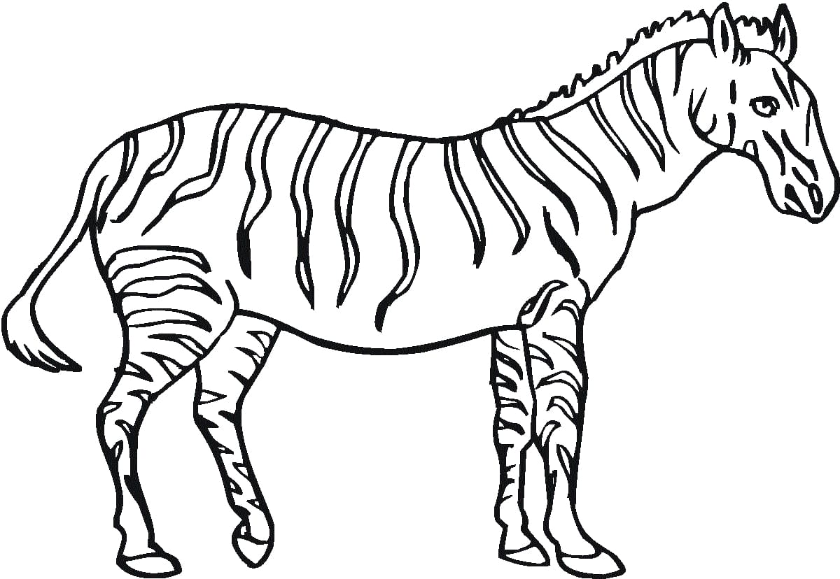 Udskriv Zebras billede Tegninger til Farvelægning