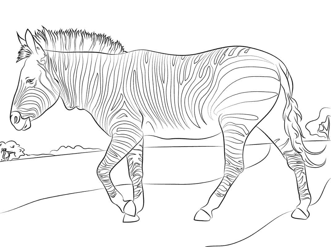 Zebraer gratis billede Tegninger til Farvelægning