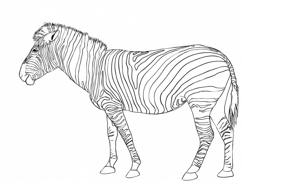 Zebraer omrids Tegninger til Farvelægning