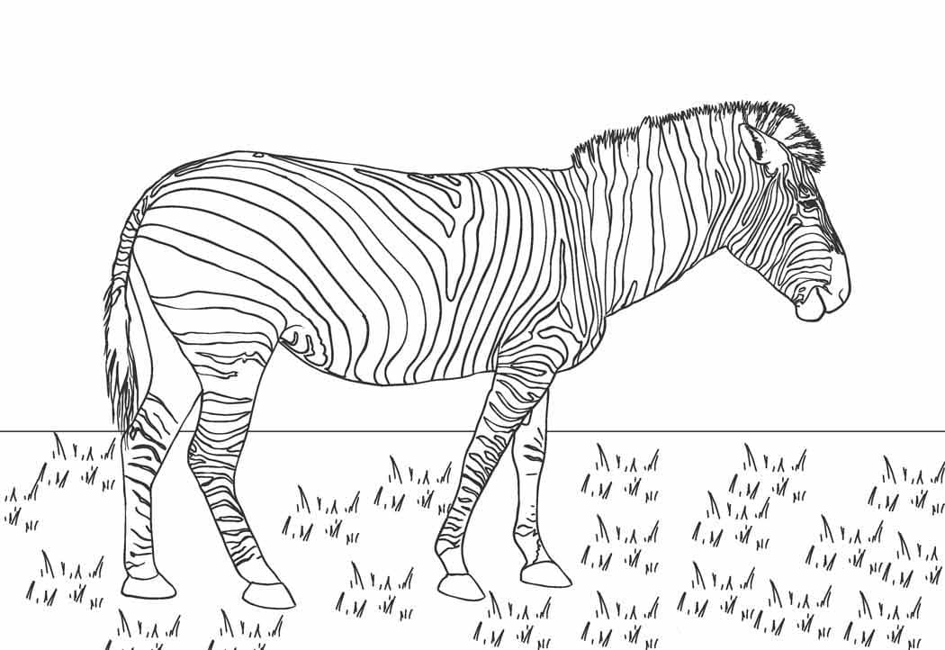Zebras billede HD Tegninger til Farvelægning
