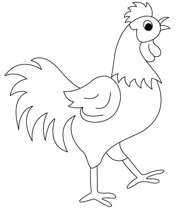 Dejlig Kyllingevandring Tegninger til Farvelægning