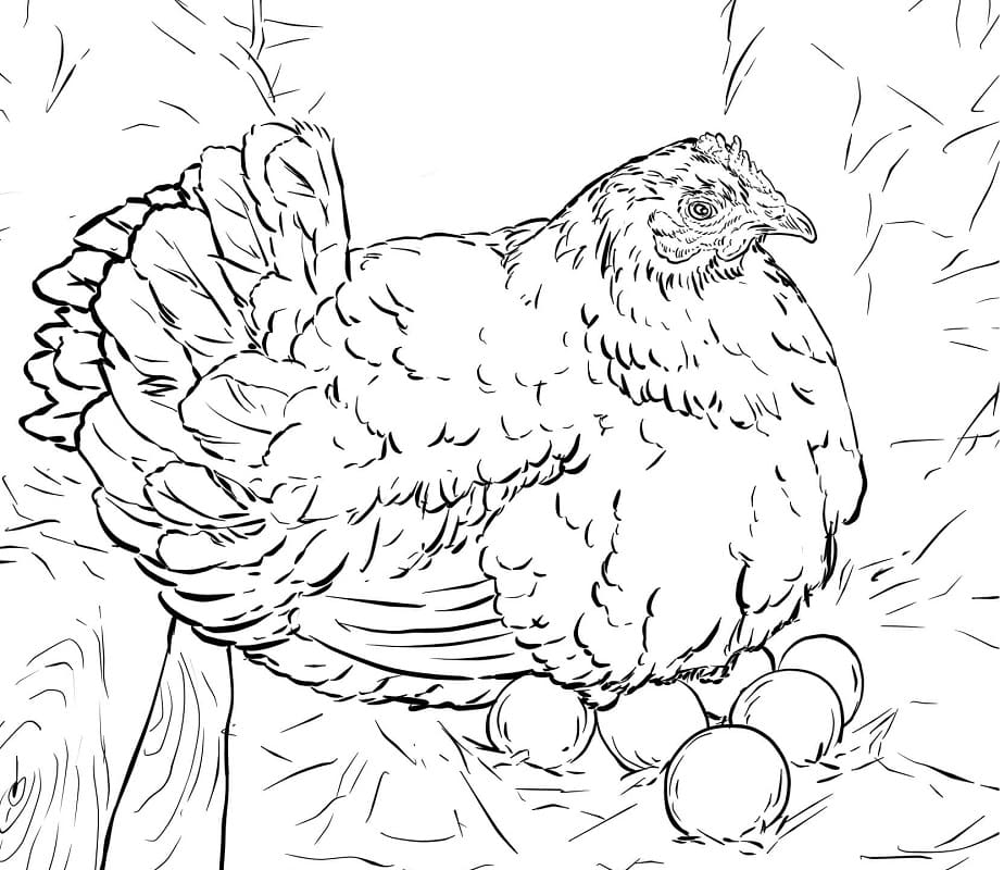 Høne Med Æg Tegninger til Farvelægning