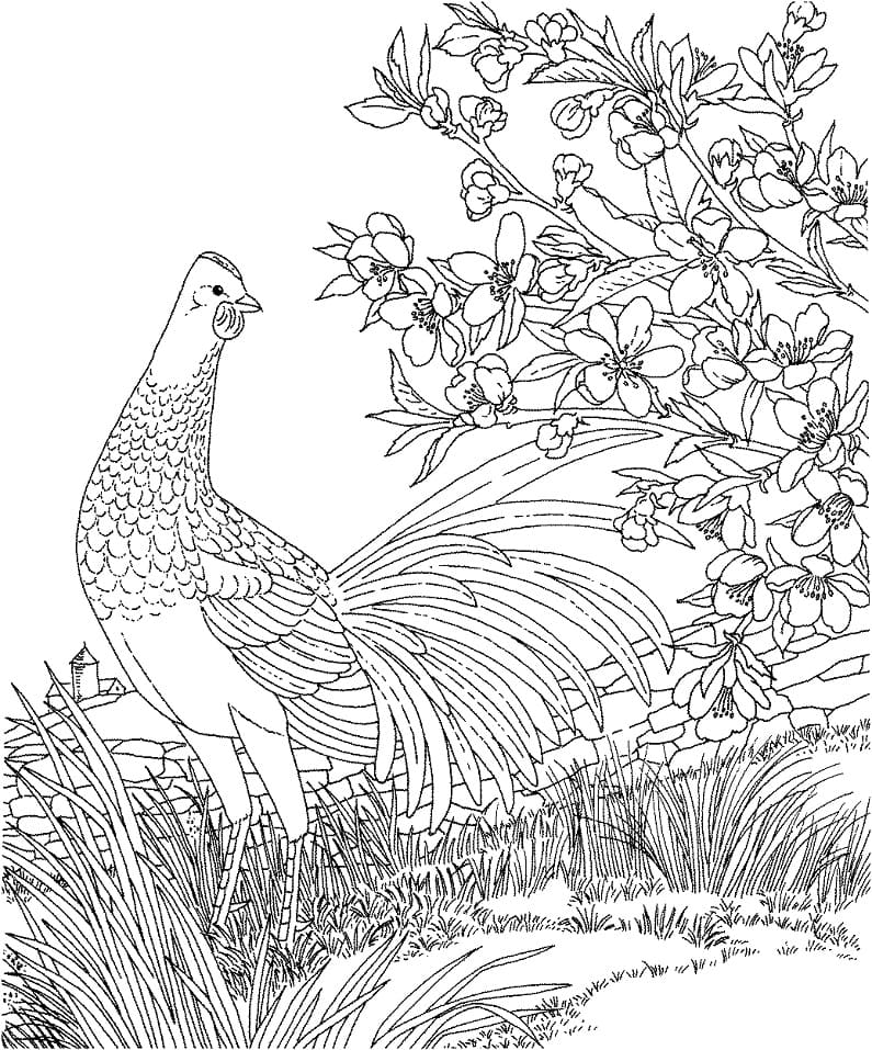 Høne Med Blomster Tegninger til Farvelægning