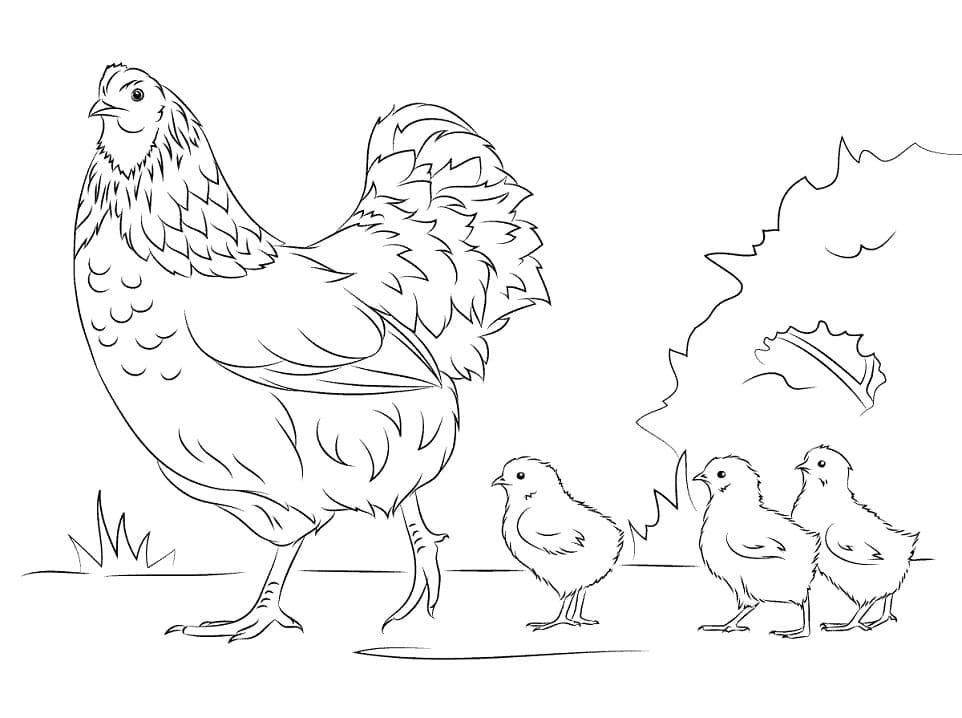 Høne Og Babykylling Tegninger til Farvelægning