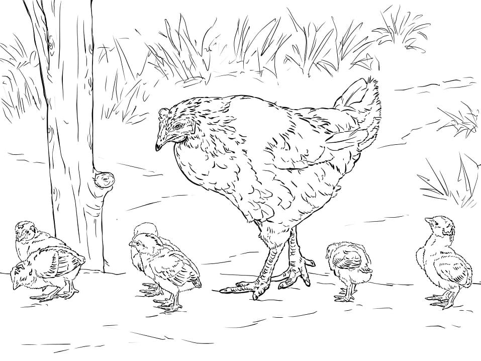 Høne Og Unger Tegninger til Farvelægning