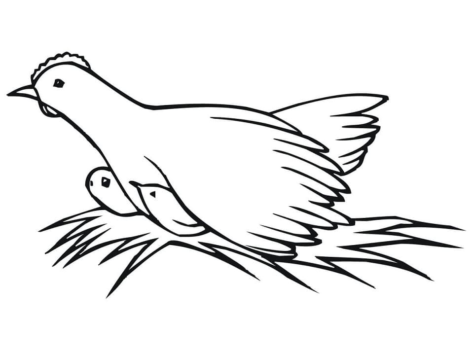 Hønemor Med To Kyllinger Tegninger til Farvelægning
