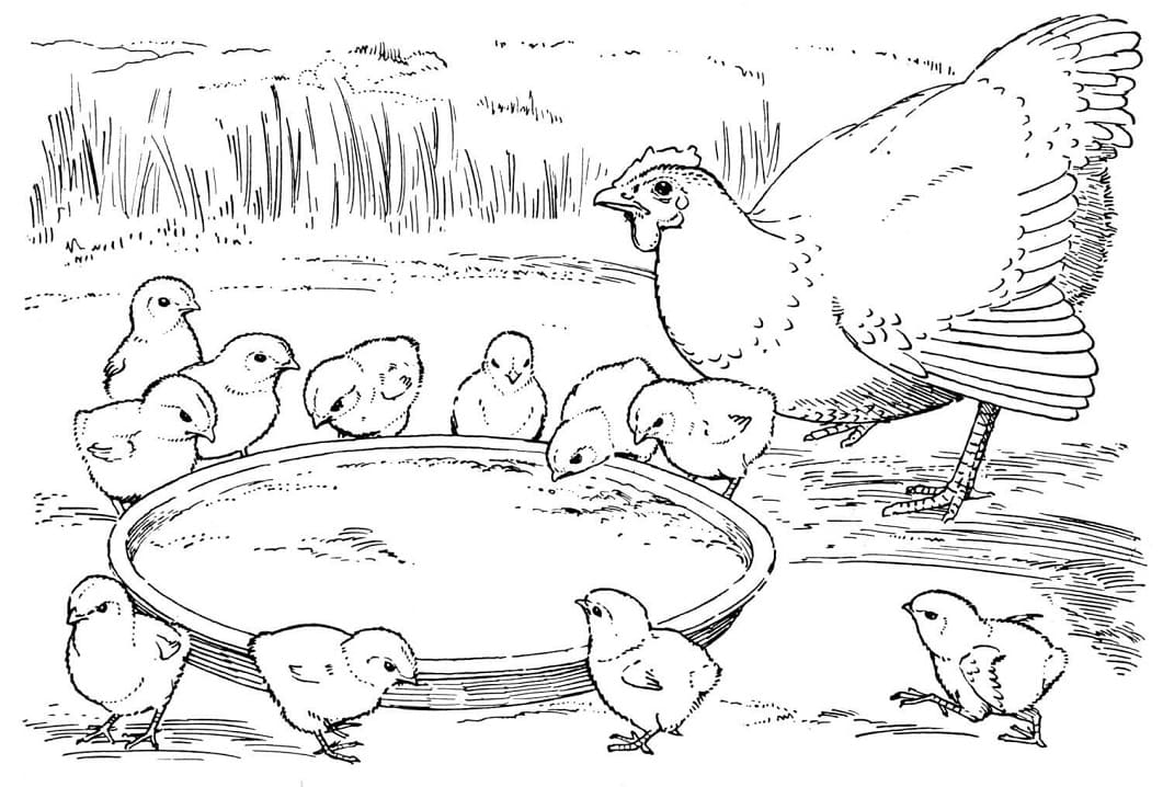 Hønemor Og Kyllinger Tegninger til Farvelægning