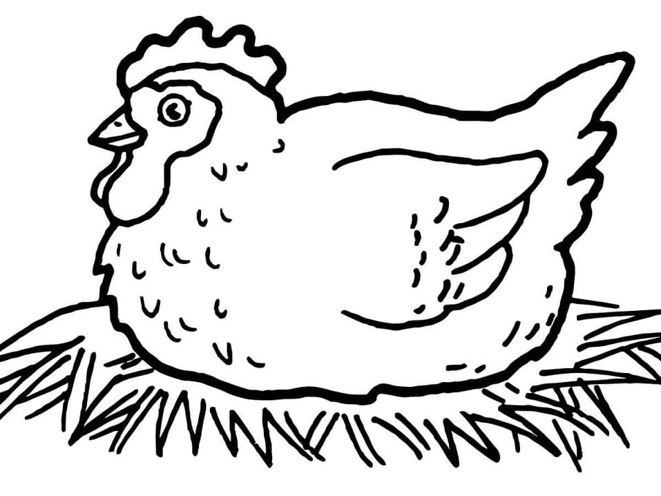 Høns Udruger Æg Tegninger til Farvelægning