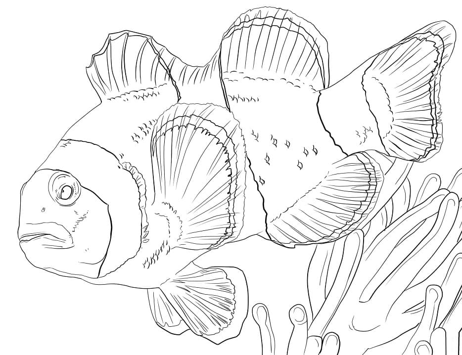 Klovneanemonfisk Tegninger til Farvelægning
