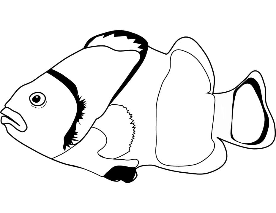 Klovnefisk For Gratis Tegninger til Farvelægning