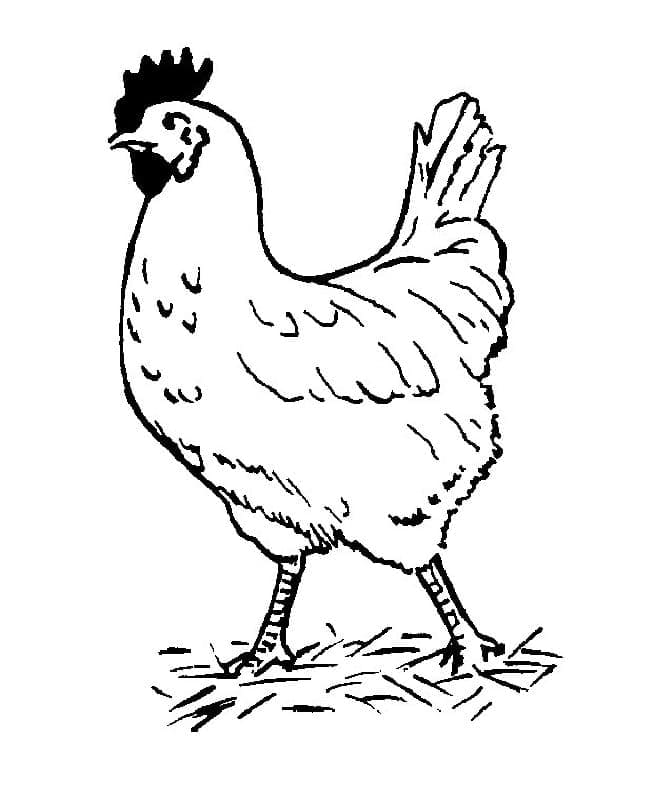 Kylling Gående Tegninger til Farvelægning