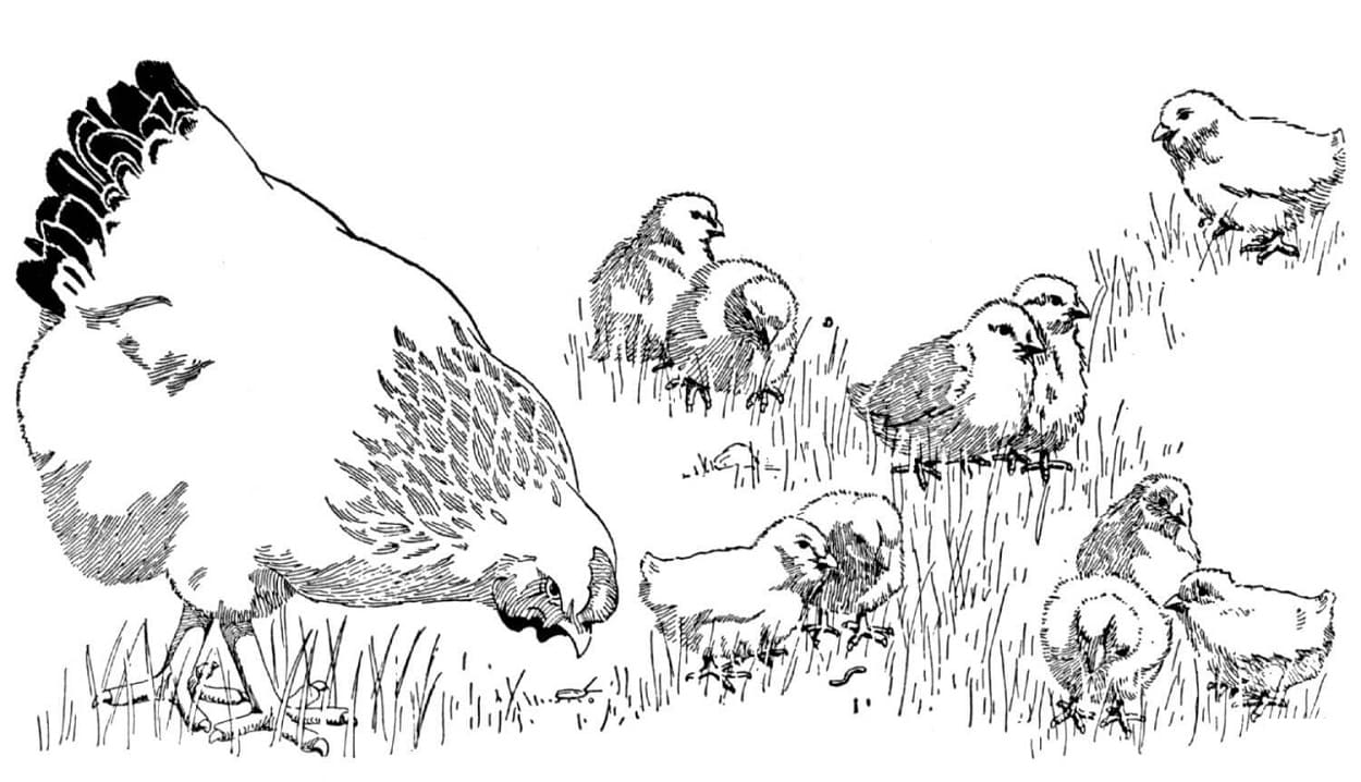 Mor Høne Med Kyllinger, Der Spiser Tegninger til Farvelægning
