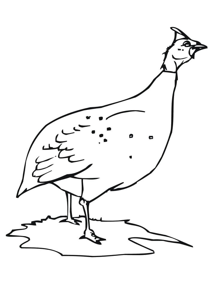 Normal Høne Tegninger til Farvelægning