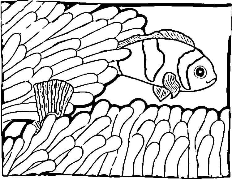 Normal Klovnefisk Tegninger til Farvelægning