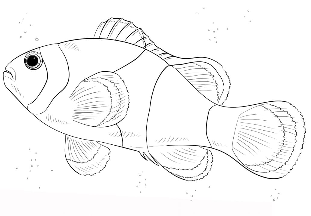 Stor Klovnefisk Tegninger til Farvelægning