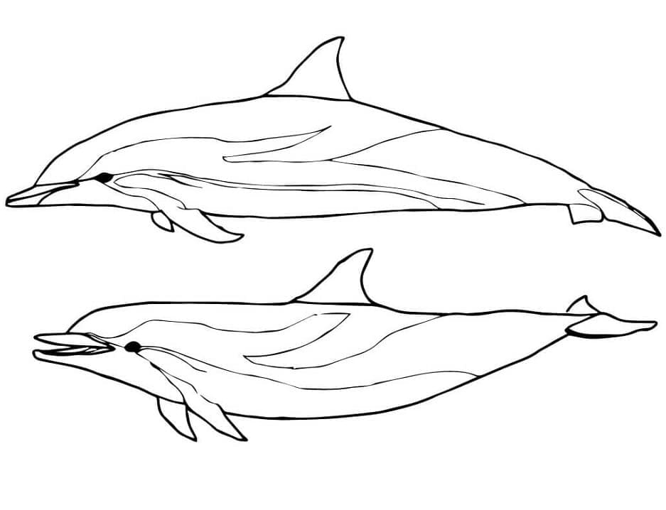 Stribede Delfiner Tegninger til Farvelægning